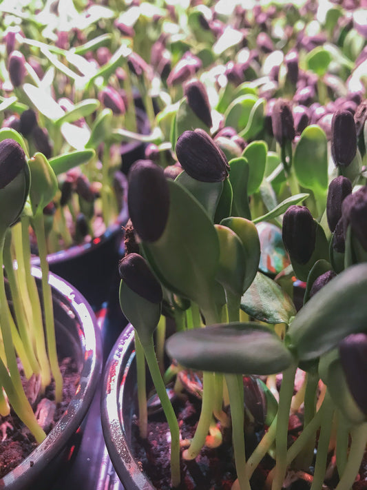Tiny but Mighty: The Power of Microgreens for Soldiers
