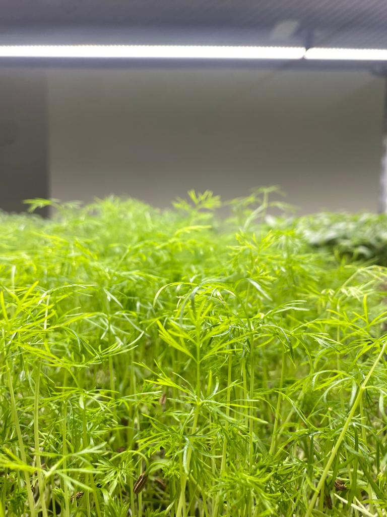 Unlocking the Antioxidant Power of Radish Microgreens