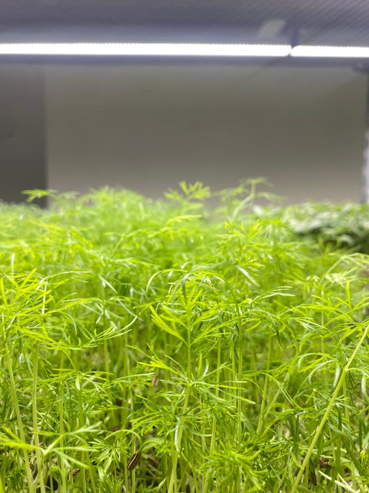 Unlocking the Antioxidant Power of Radish Microgreens