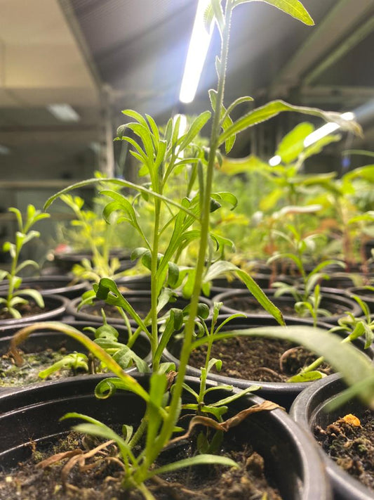 The superiority of dried microgreens in capsules: A nutritional innovation