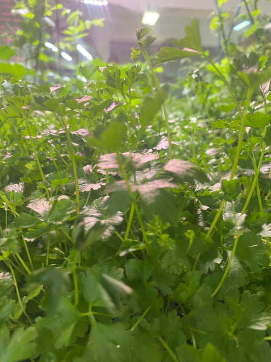 Why Radish Microgreen Powder is the Perfect Addition to Any Recipe!