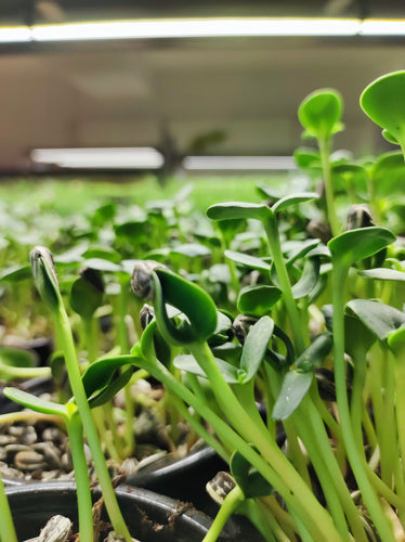 Microgreens: Tiny Greens with Big Cancer-Fighting Potential