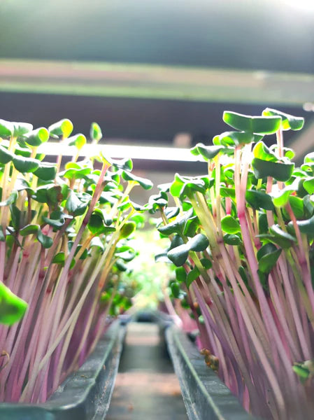 Power of Microgreens for a Healthier You