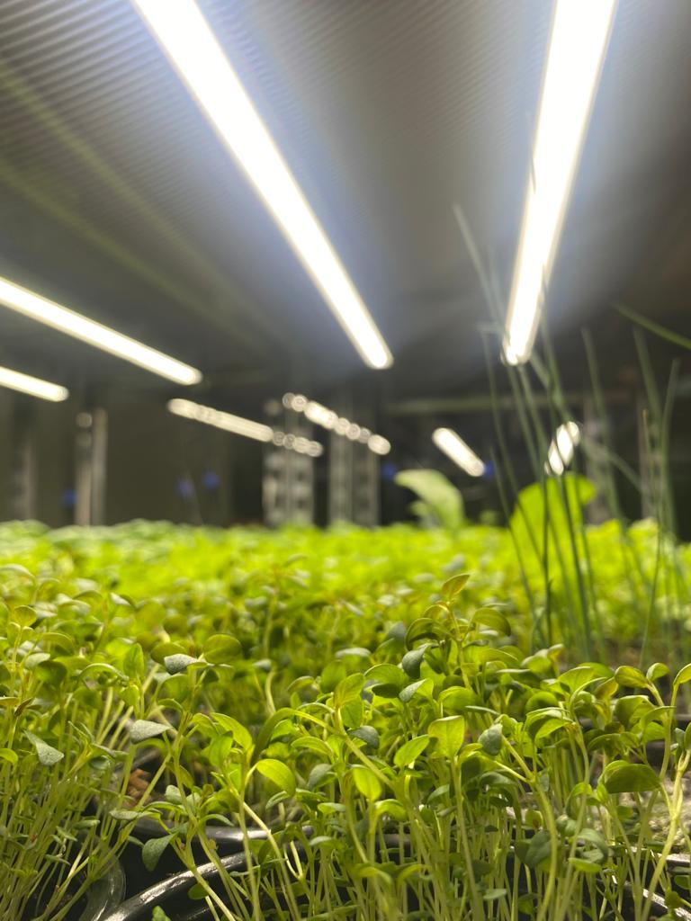 Rethinking Vertical Farming: A Paradigm Shift in Sustainability and Nutrition