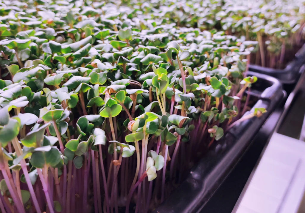 Radish Microgreens: The Nutritional Superstars